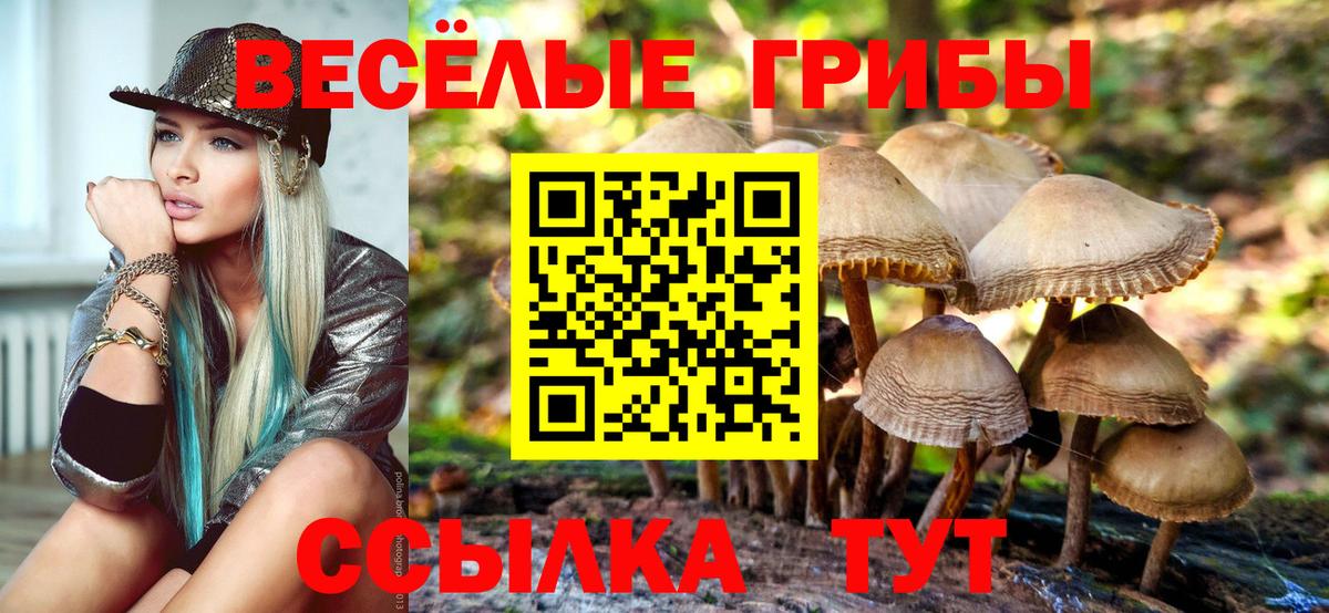 Псилоцибиновые грибы Cubensis Вязьма